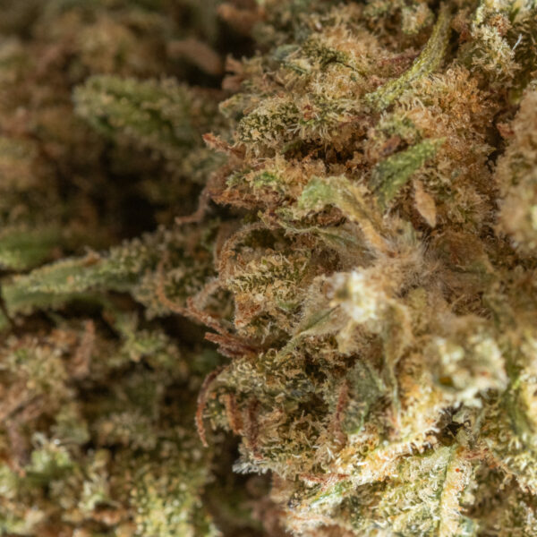 ORANGE BUD MACRO