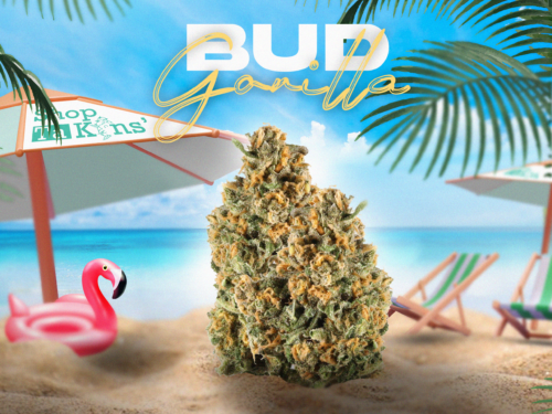 GORILLA BUD